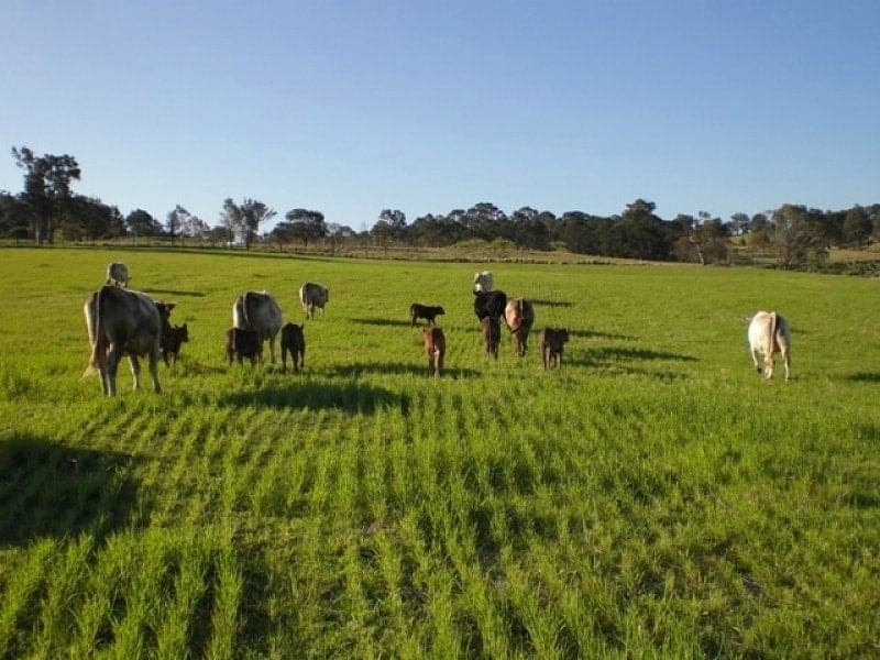 11572 Princes Highway COBARGO NSW, Cobargo - Thumbnail 5