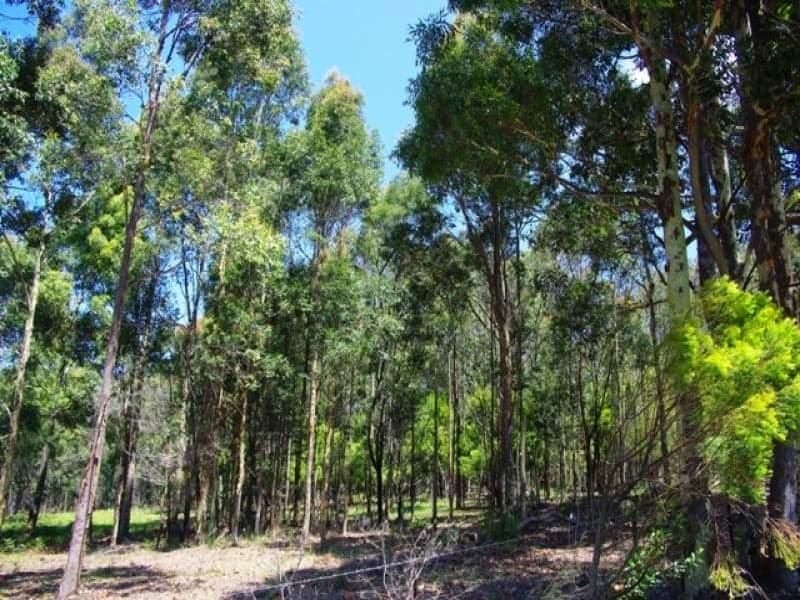 Lot 262 Nutleys Creek Road BERMAGUI NSW, Bermagui - Thumbnail 3