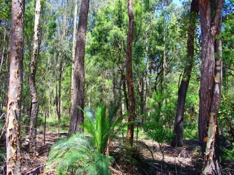 Lot 262 Nutleys Creek Road BERMAGUI NSW, Bermagui - Thumbnail 4