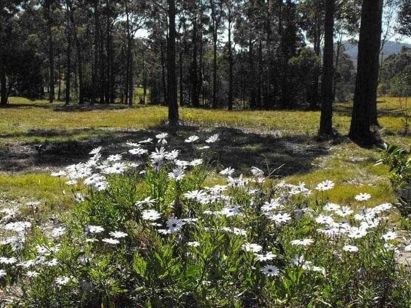 Lot 31 Ochre Lane Millingandi NSW, Millingandi - Thumbnail 3