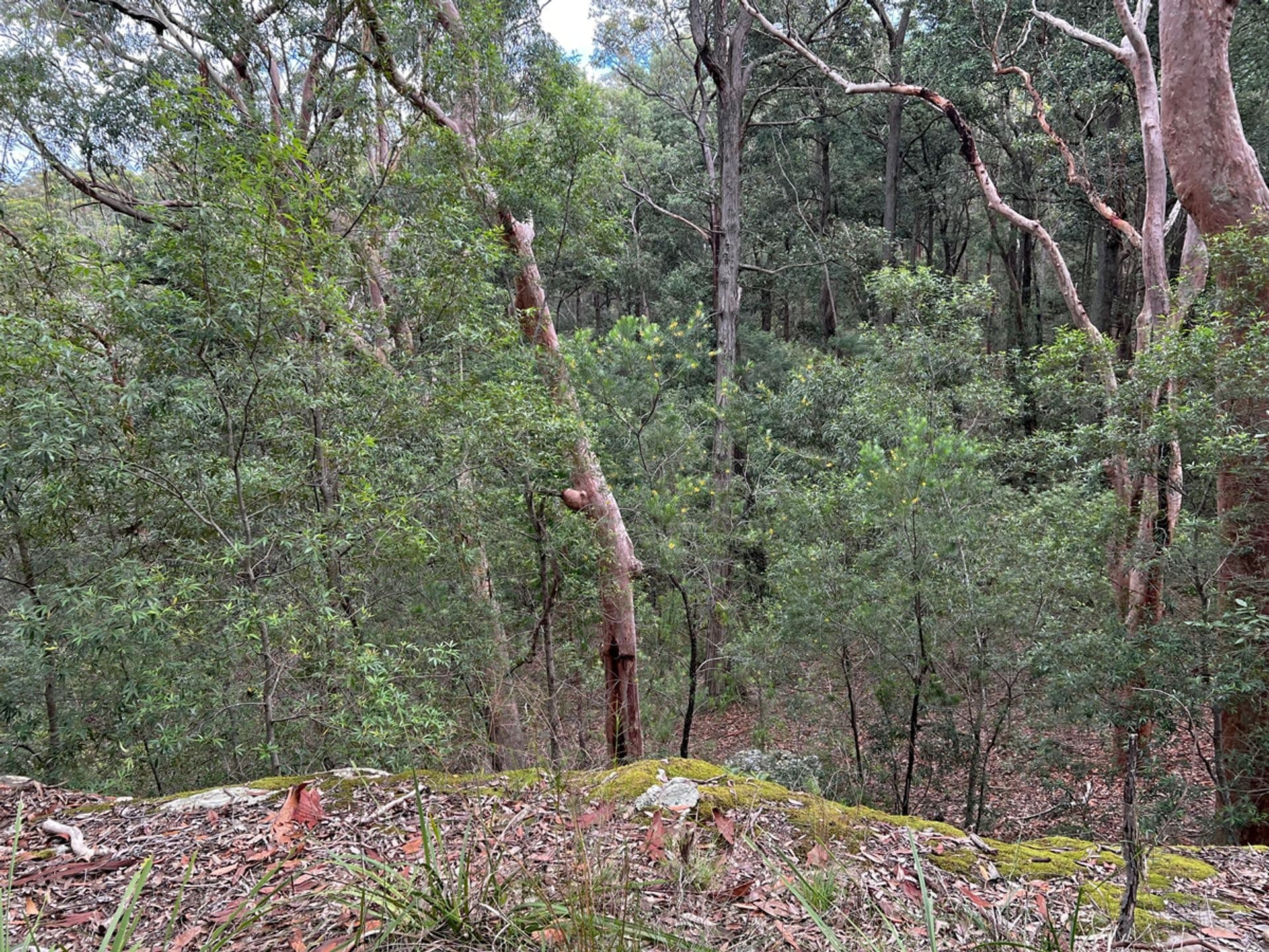4 Sir Henrys Parade, Faulconbridge, NSW, 2776, Faulconbridge - Thumbnail 4