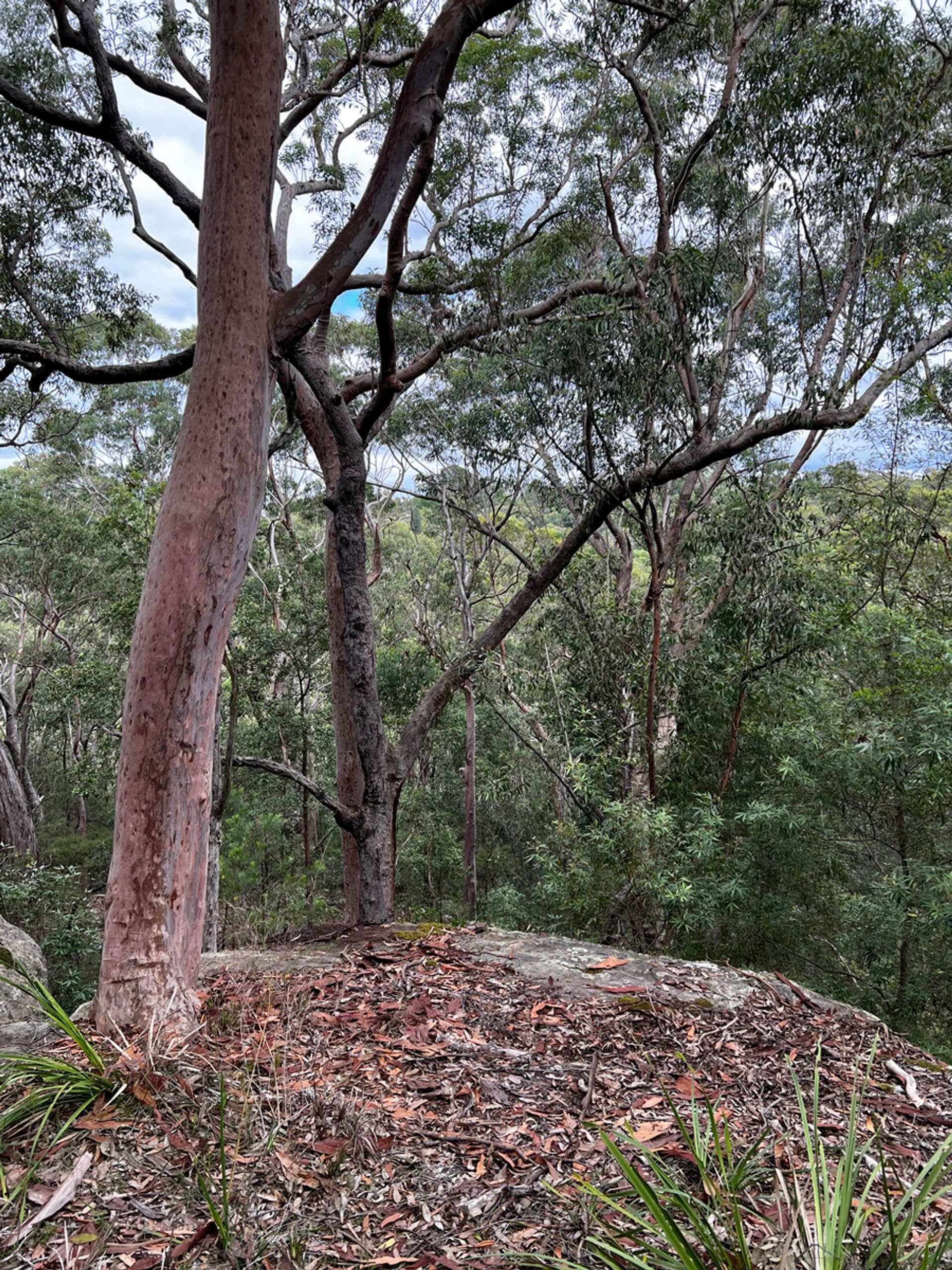 4 Sir Henrys Parade, Faulconbridge, NSW, 2776, Faulconbridge - Thumbnail 5