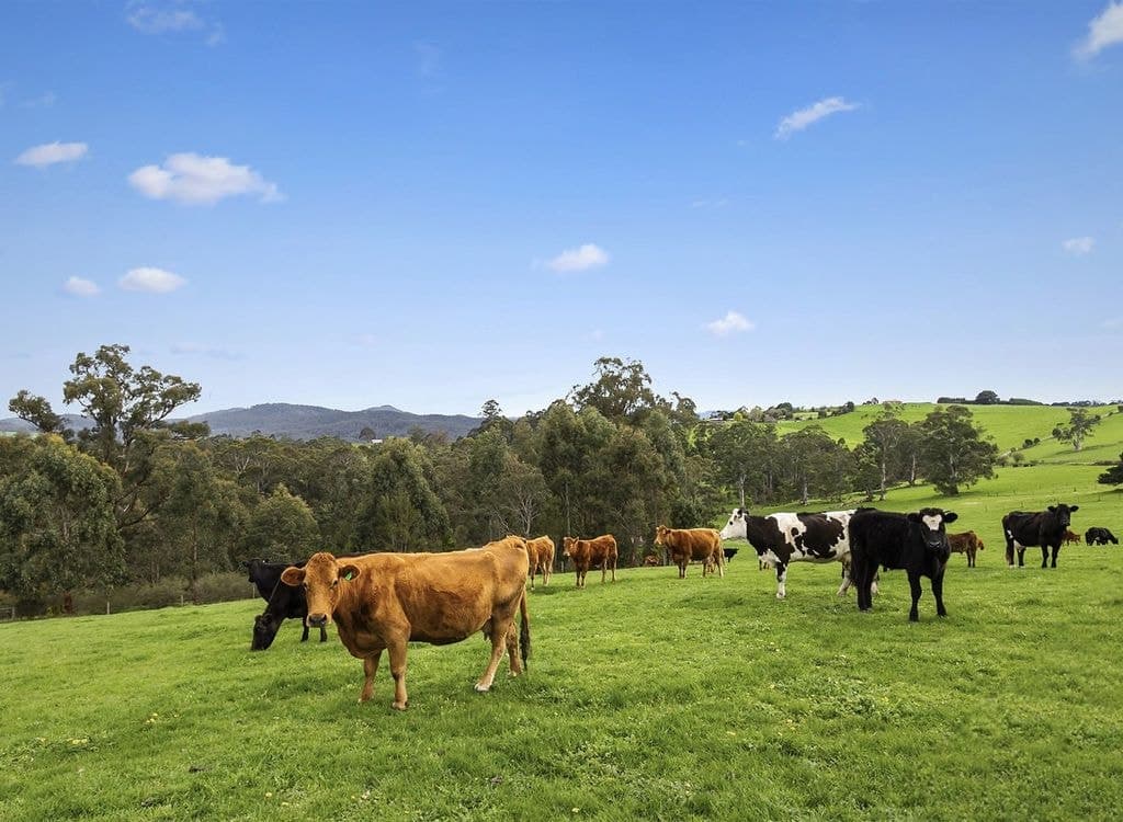 145 Wagner Road, NEERIM SOUTH VIC 3831, Neerim South - Thumbnail 6