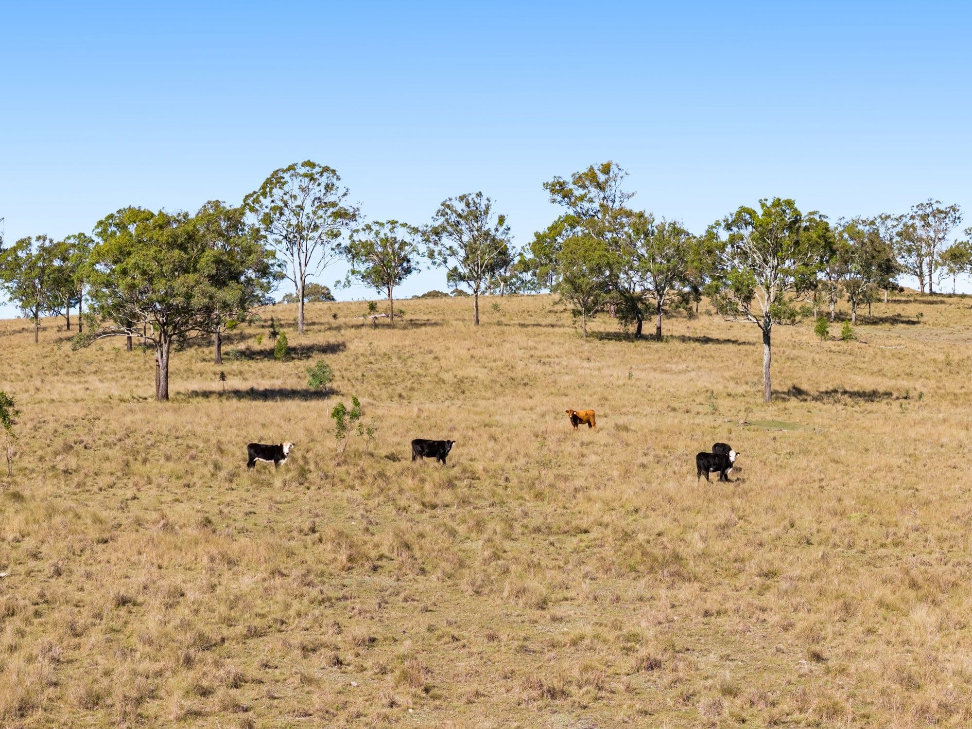 Lot 96 Middle Creek - Cooyar Road, Pimpimbudgee QLD 4615, Pimpimbudgee - Thumbnail 5