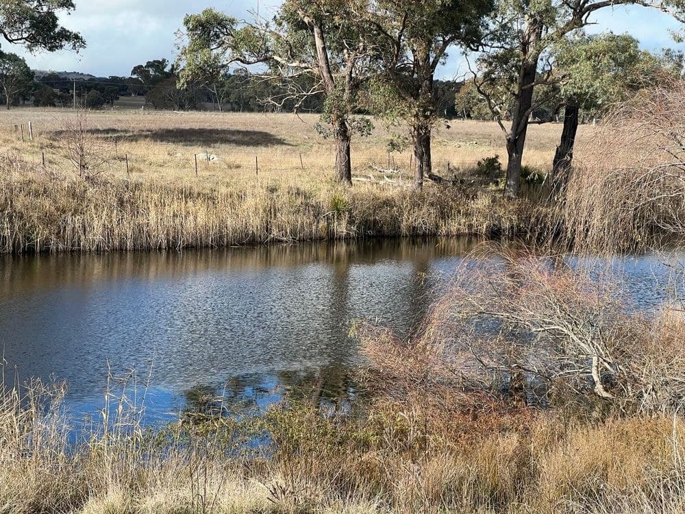 79 Nine Mile Road, DUNDEE, NSW 2370, Dundee - Thumbnail 4