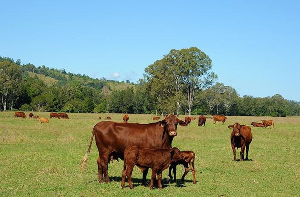 549 Mount Kilcoy Road, Mount Kilcoy, Mount Kilcoy - Thumbnail 4