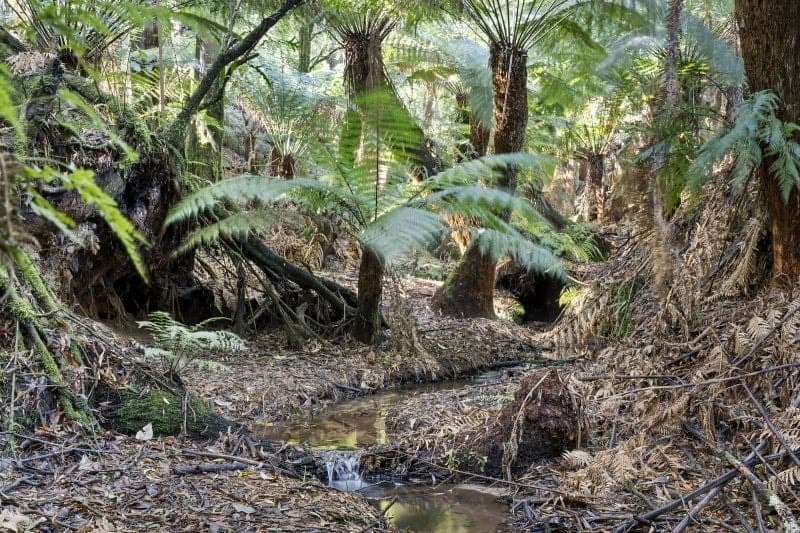 30 Dehnerts Track Beech Forest VIC, 30 Dehnerts Track Beech Forest - Thumbnail 4