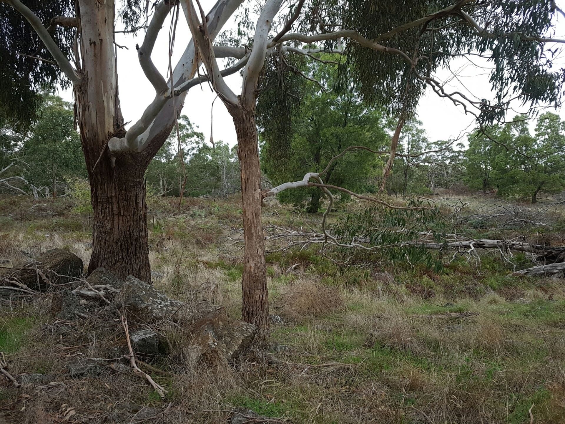 479 Scoullers Road STONYFORD VIC, Stonyford - Thumbnail 2