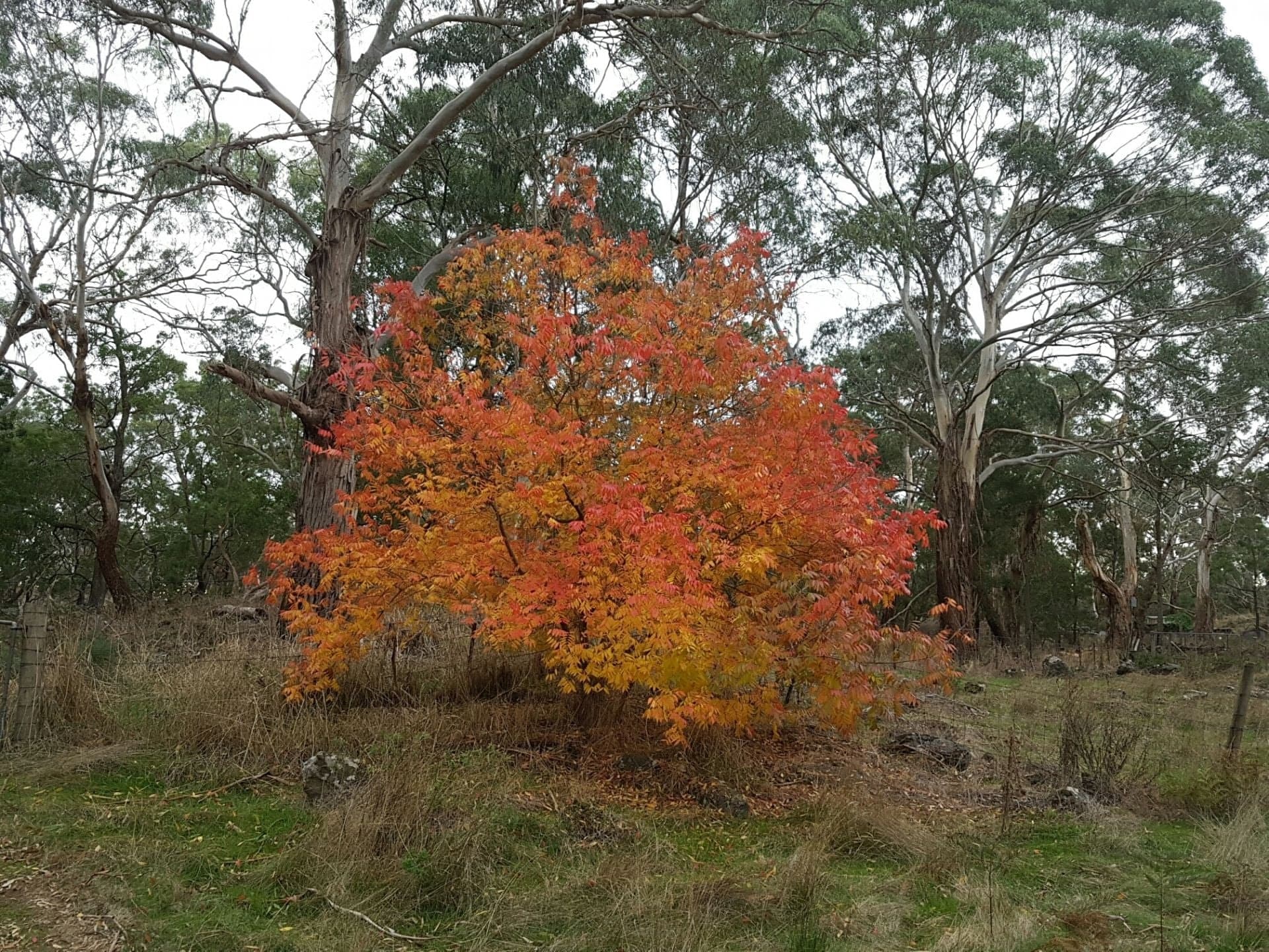 479 Scoullers Road STONYFORD VIC, Stonyford - Thumbnail 4