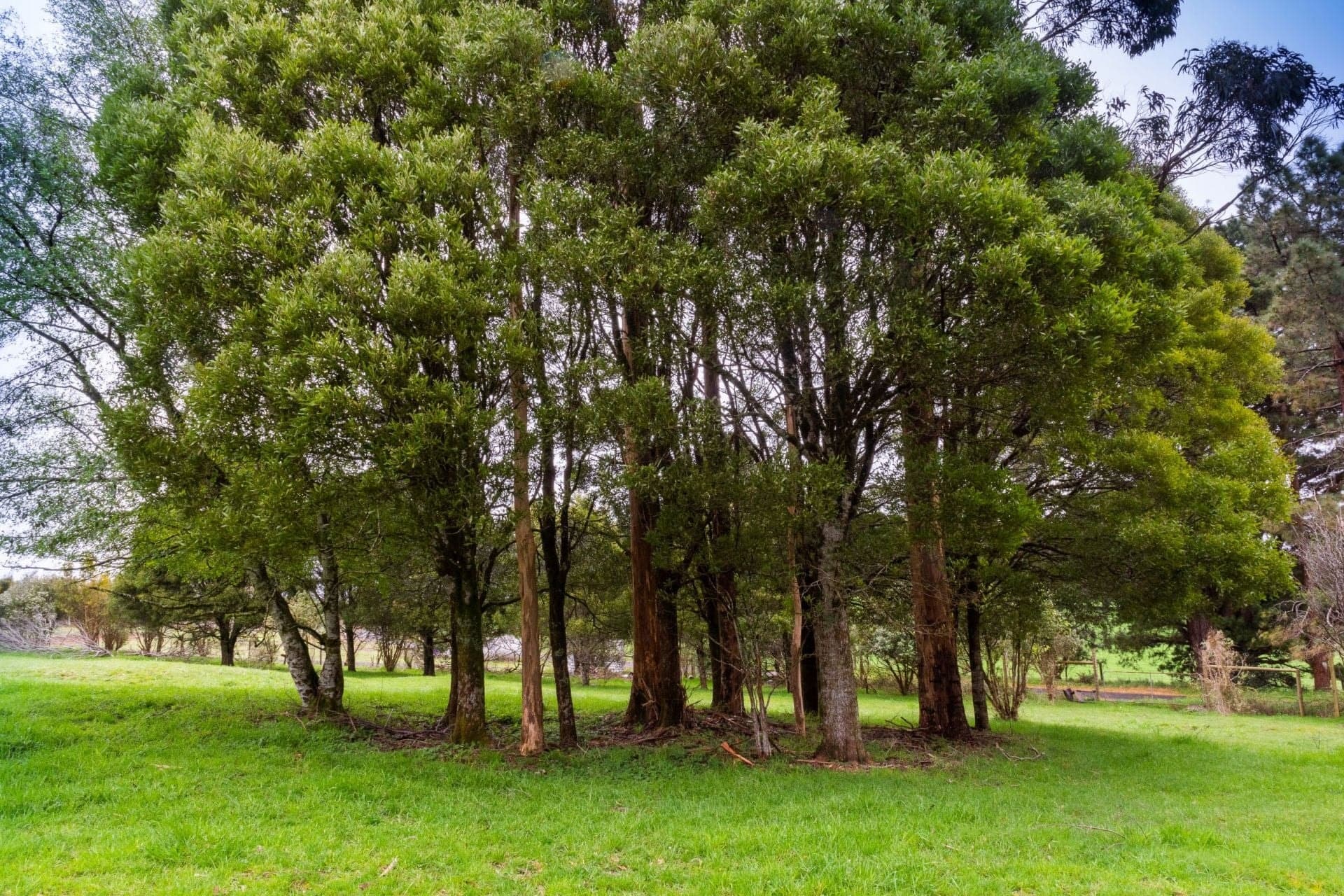 10 Beech Forest-Lavers Hill Road BEECH FOREST VIC, Beech Forest - Thumbnail 5