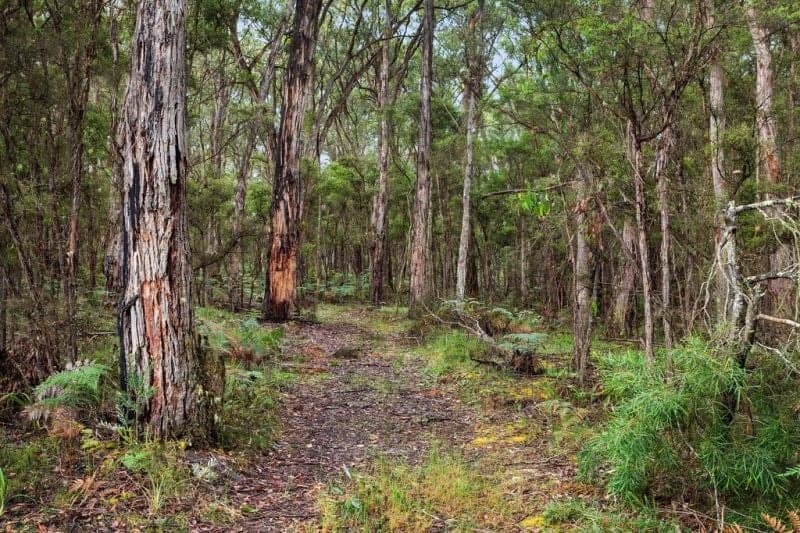 2040 Birregurra-Forrest Road FORREST VIC, Forrest - Thumbnail 3
