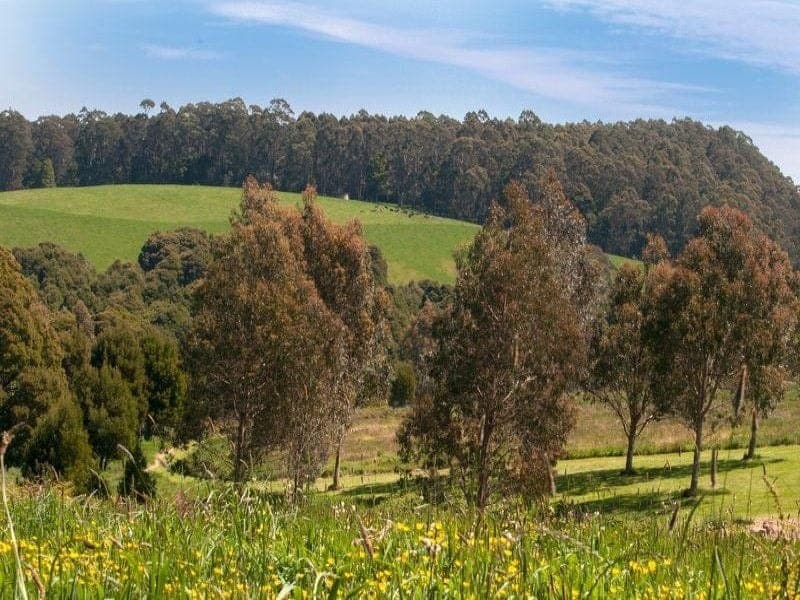 135 Old Colac Road BEECH FOREST VIC, Beech Forest - Thumbnail 7