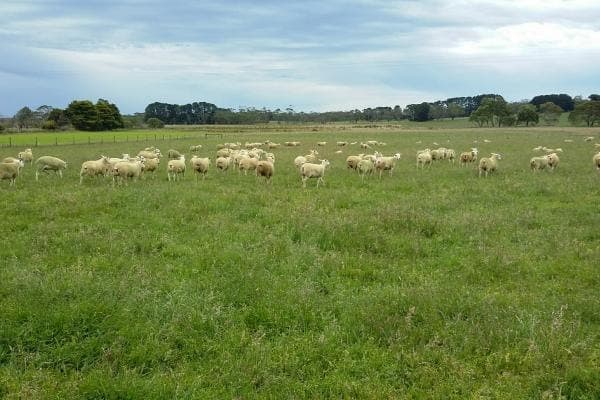 1385 Gorae Road, Gorae West, VIC, 3305, Australia, Gorae West - Image 1