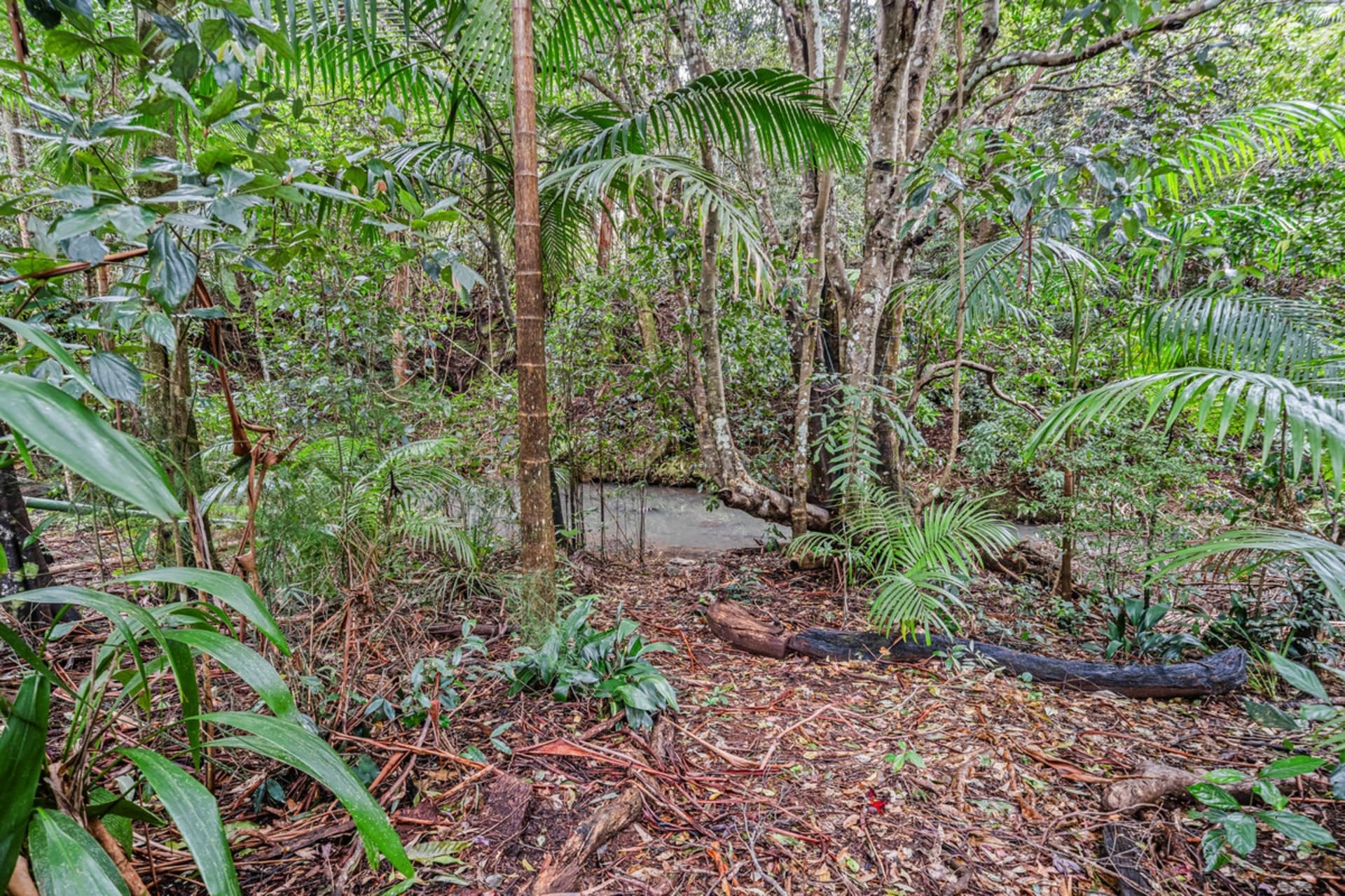 31 Lloyds Road Springbrook QLD, Springbrook - Thumbnail 7