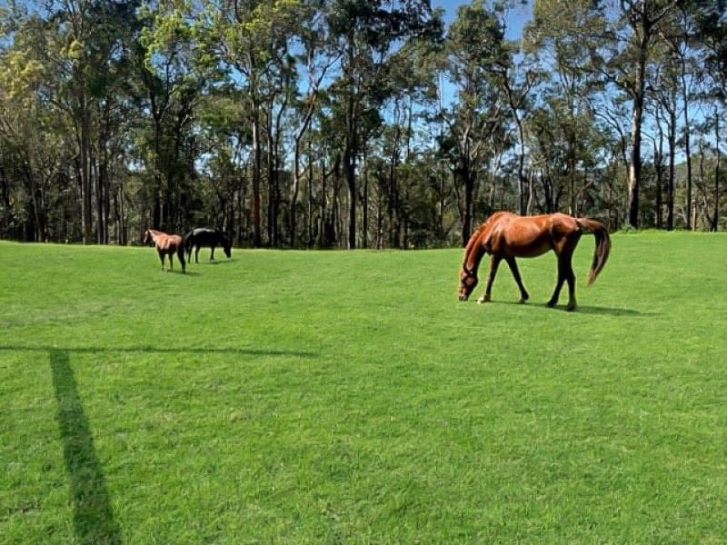873 Dicksons Road, Durren Durren NSW, Durren Durren - Thumbnail 6