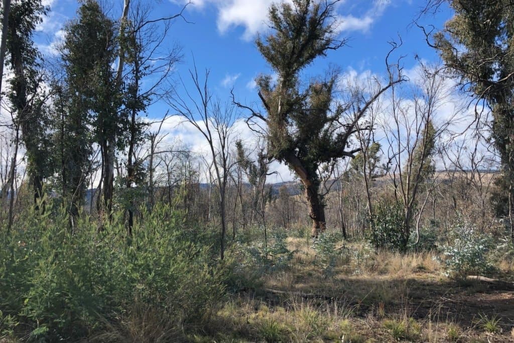 540 Victoria Falls Road, Cobungra - Thumbnail 7
