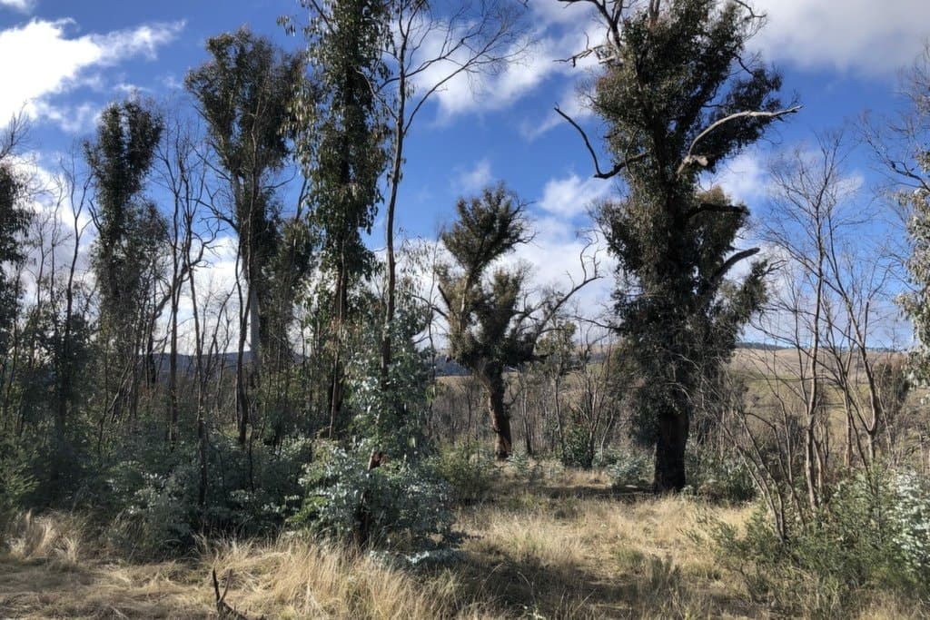 540 Victoria Falls Road, Cobungra - Thumbnail 8