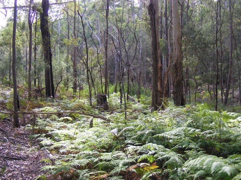 121 Wallagoot Lake Road WALLAGOOT NSW, Wallagoot - Image 1