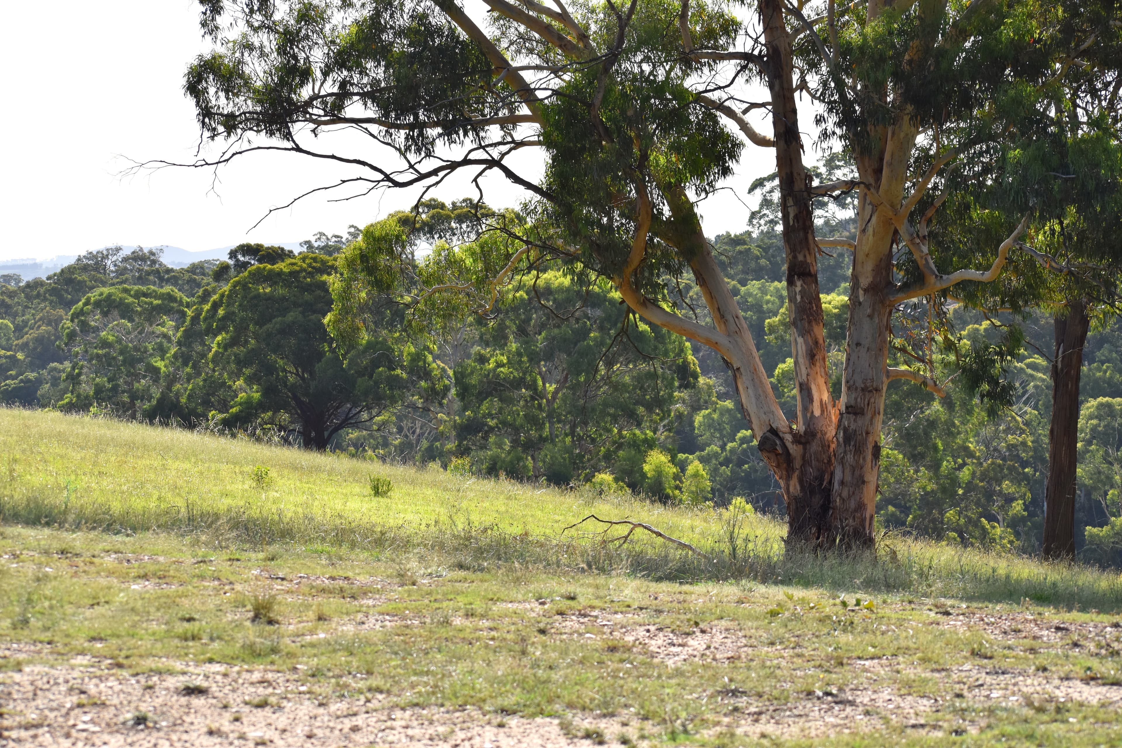 Lot 102-112, 112 Coxs River Road..., 112 Coxs River Road... - Thumbnail 3