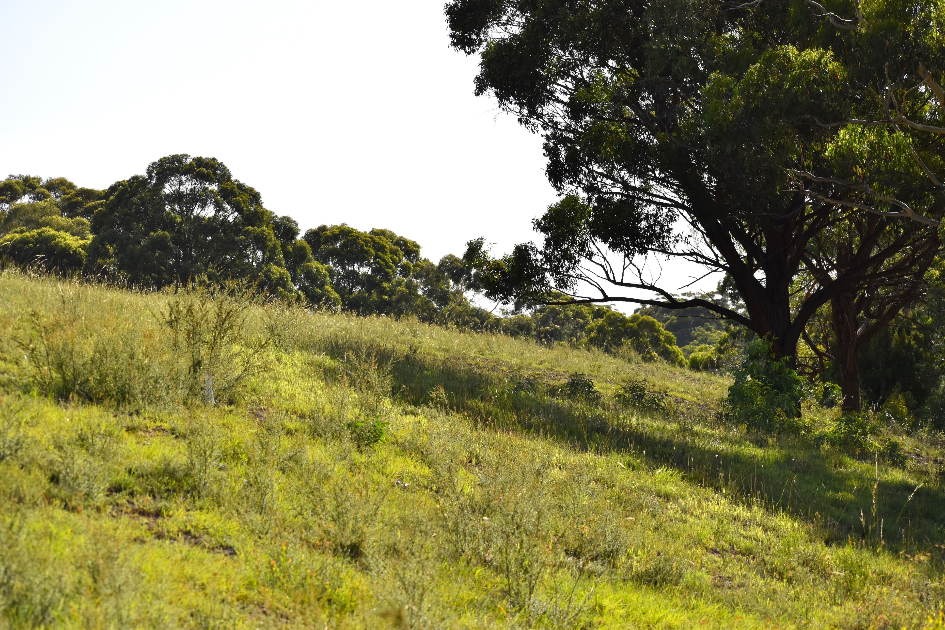 Lot 102-112, 112 Coxs River Road..., 112 Coxs River Road... - Thumbnail 5