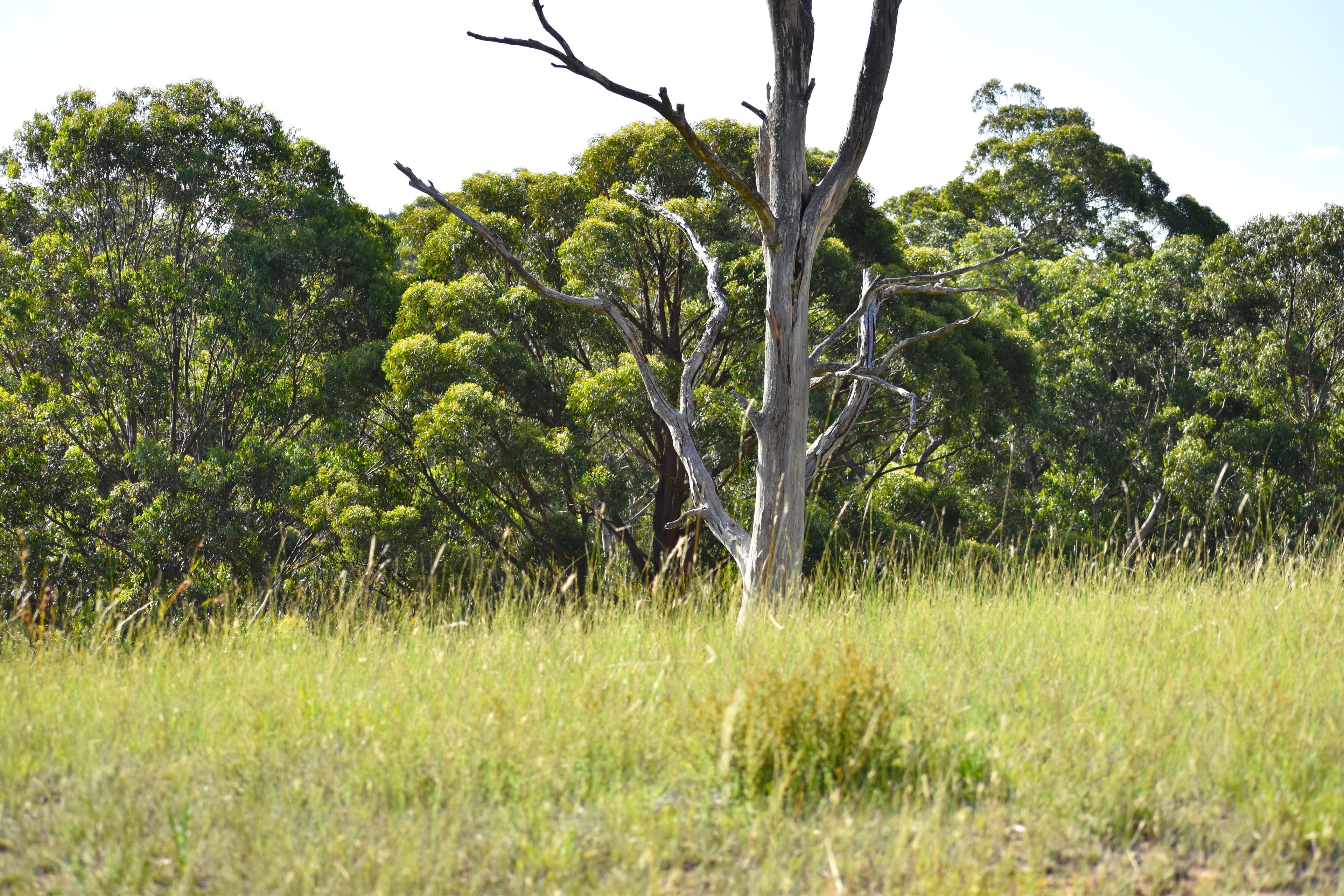 Lot 111, 11 LEATHEM PLACE, Little Hartley, Littl... - Thumbnail 8