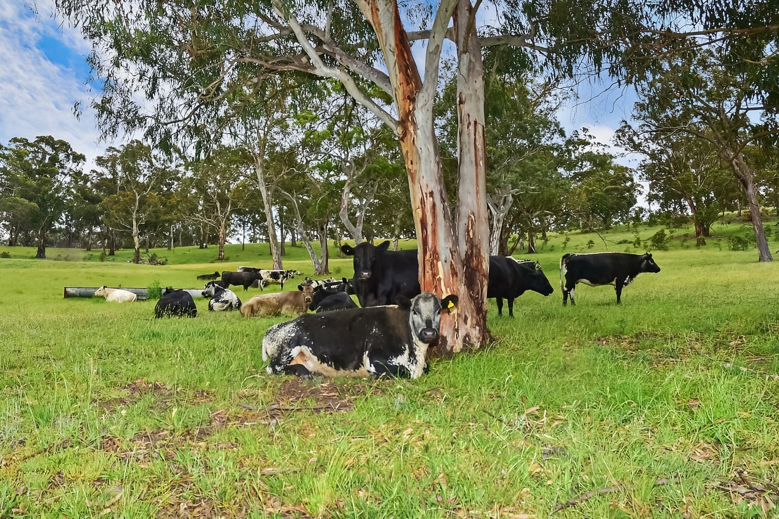 157 Blackmans Creek Road, Hartley, Hartley - Image 1