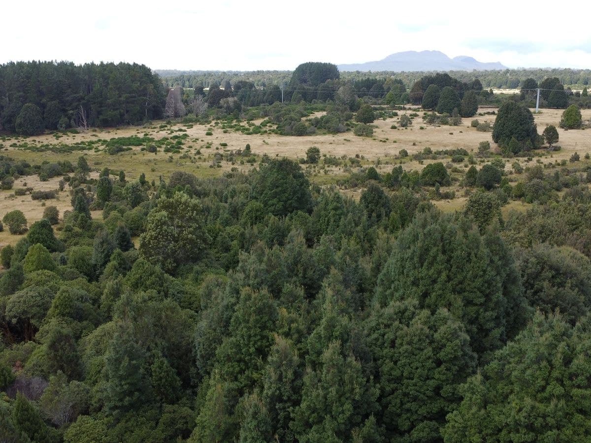 891 Waratah Road, Waratah, Waratah - Thumbnail 3