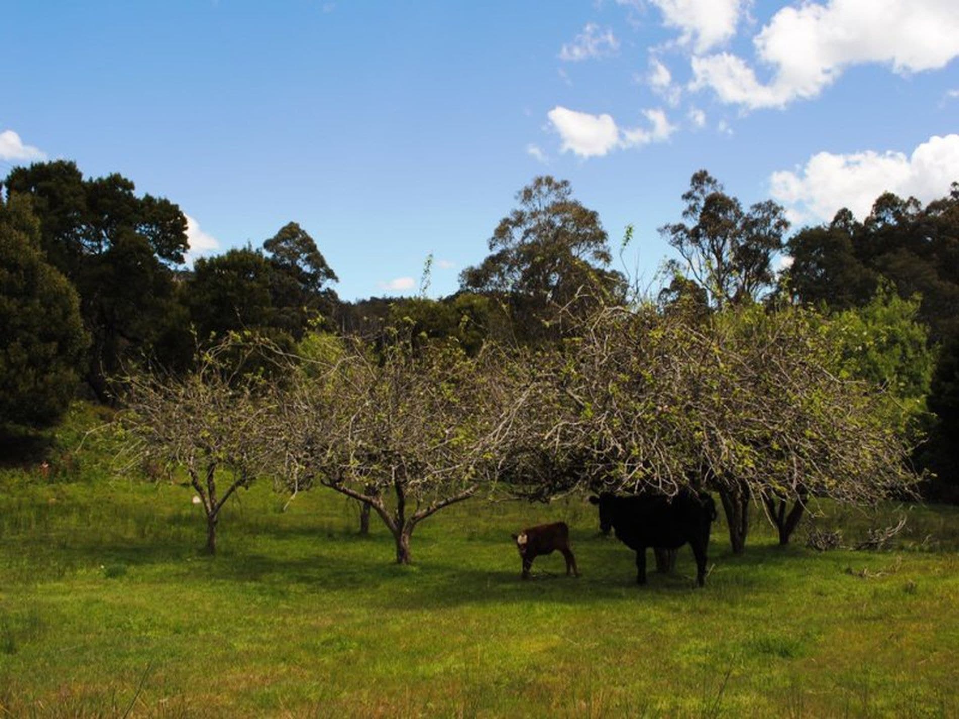 2264 Gordon River Road, NATIONAL PARK TAS, National Park - Thumbnail 3