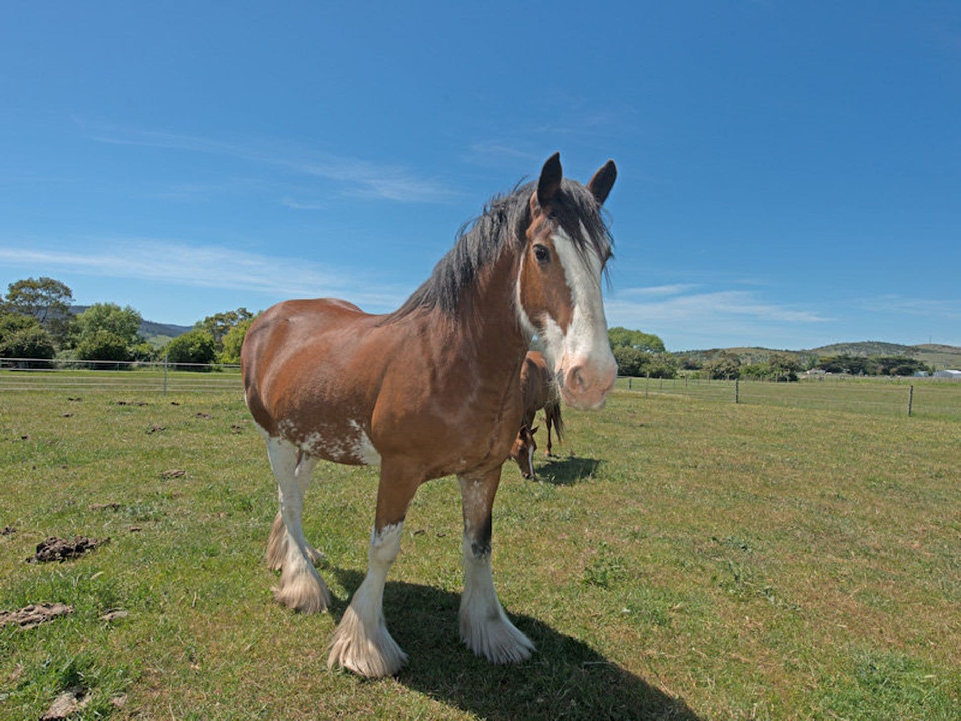 23 Orielton Road, ORIELTON TAS, Orielton - Thumbnail 7