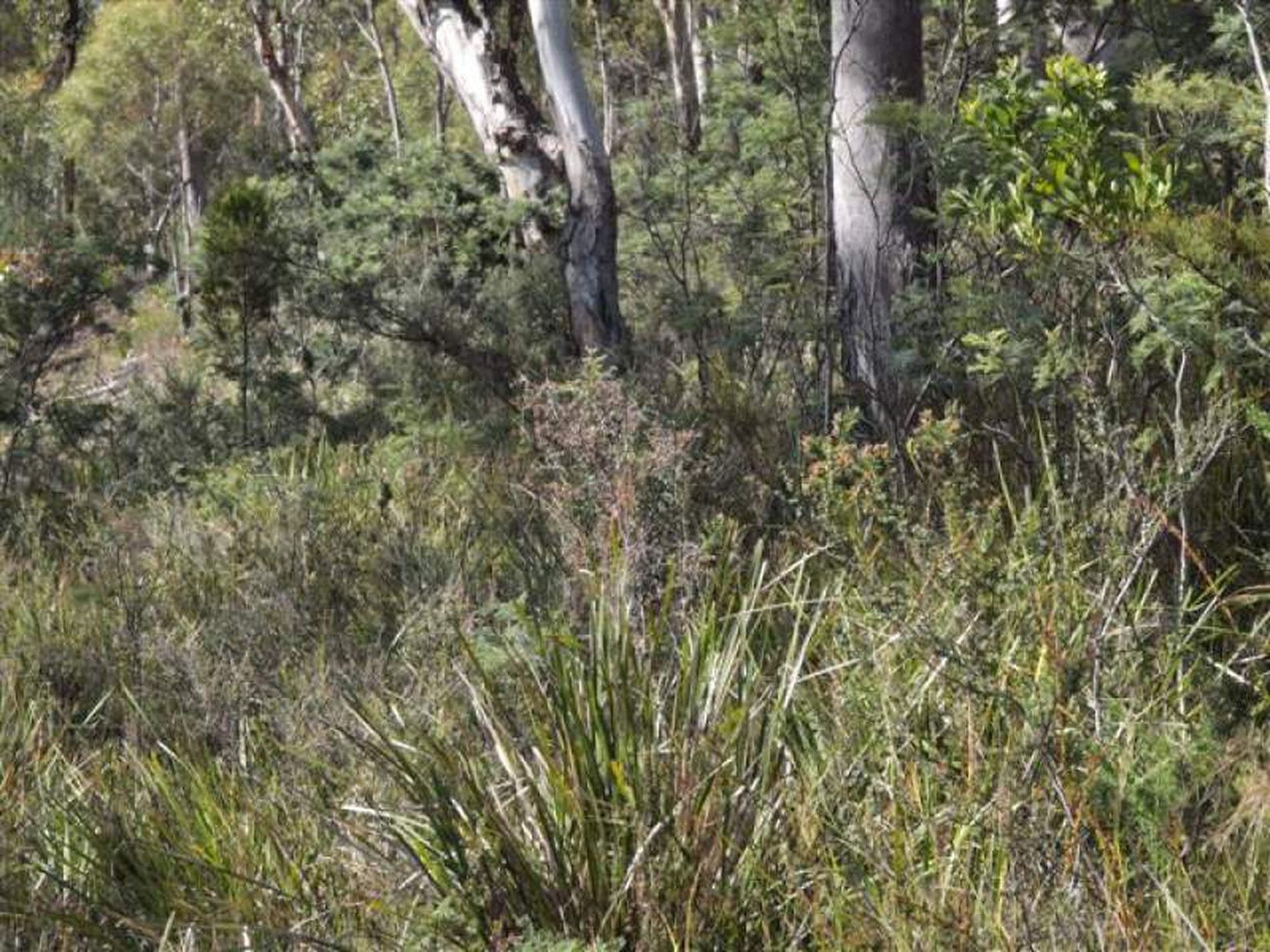 Lot 15 Hillcrest Road, TOLMANS HILL TAS, Tolmans Hill - Thumbnail 4