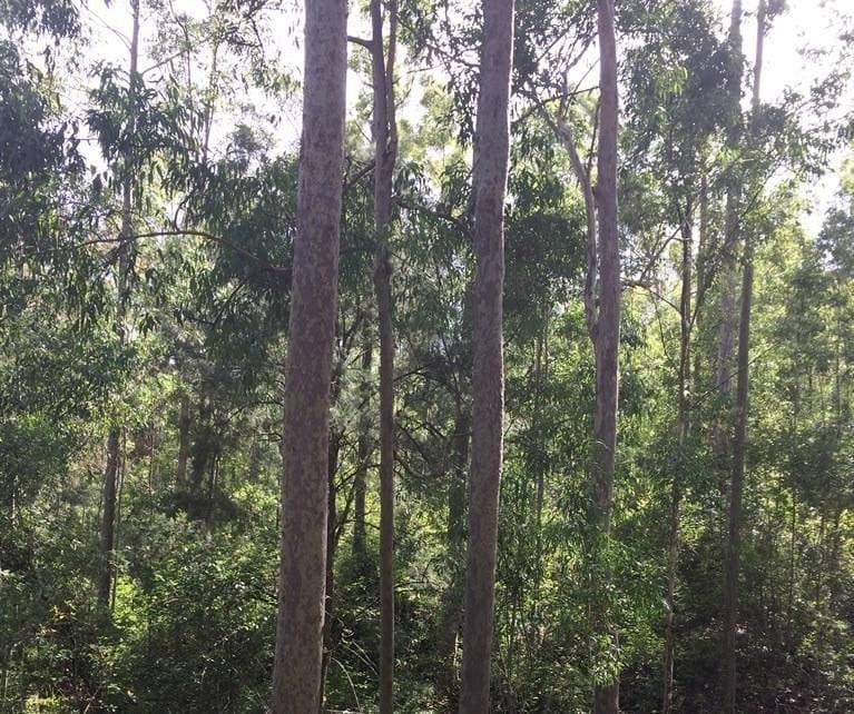 2605 Afterlee Road, Kyogle - Thumbnail 3