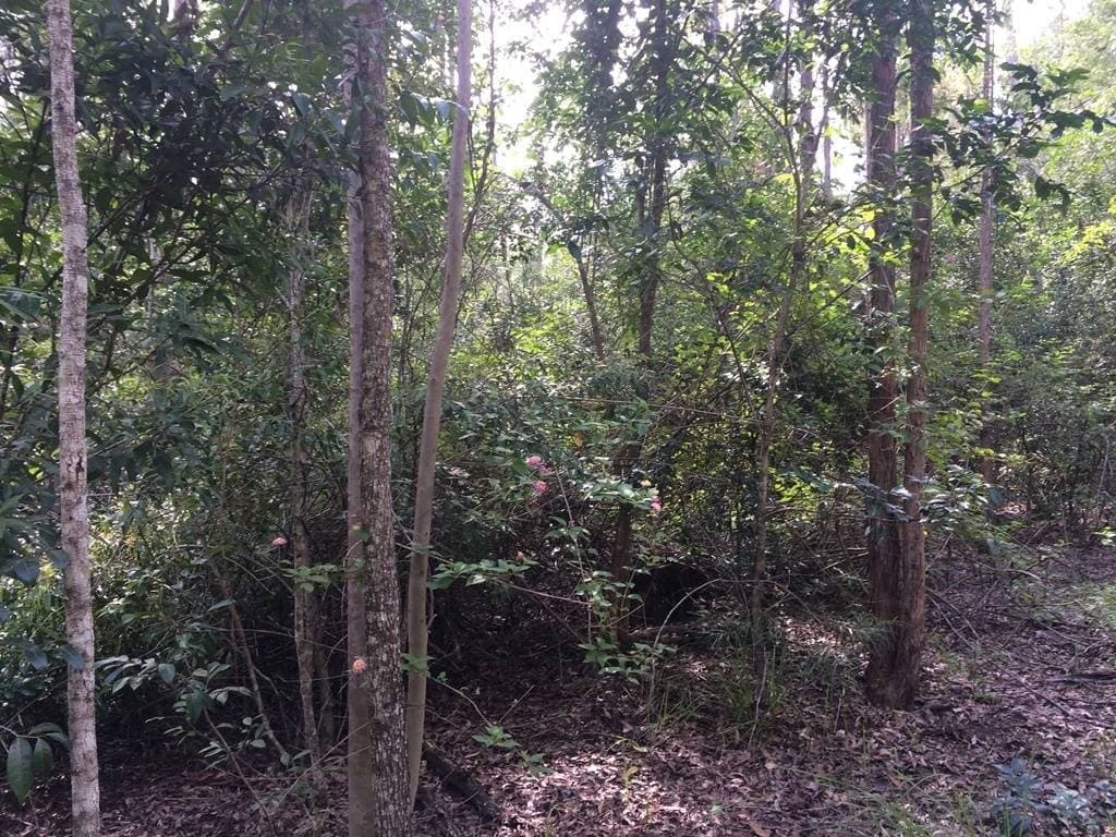 2605 Afterlee Road, Kyogle - Thumbnail 5