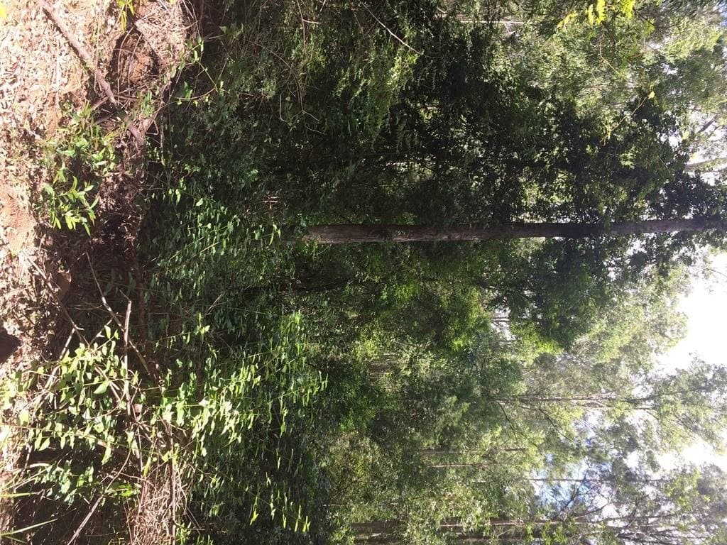 2605 Afterlee Road, Kyogle - Thumbnail 7