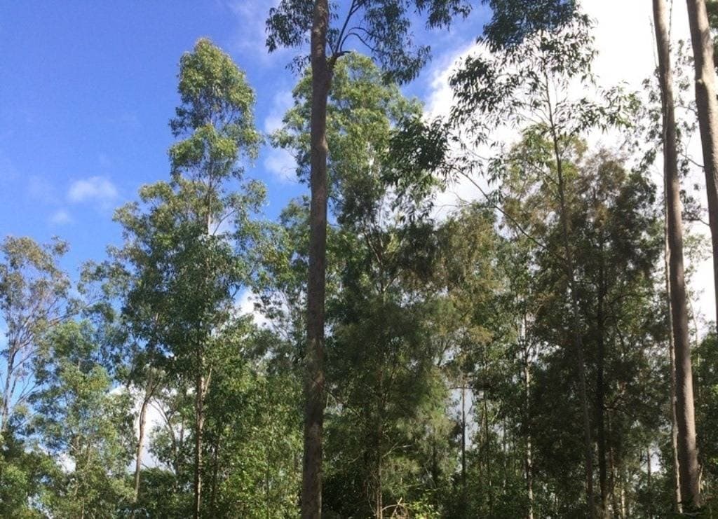 2605 Afterlee Road, Kyogle - Thumbnail 8
