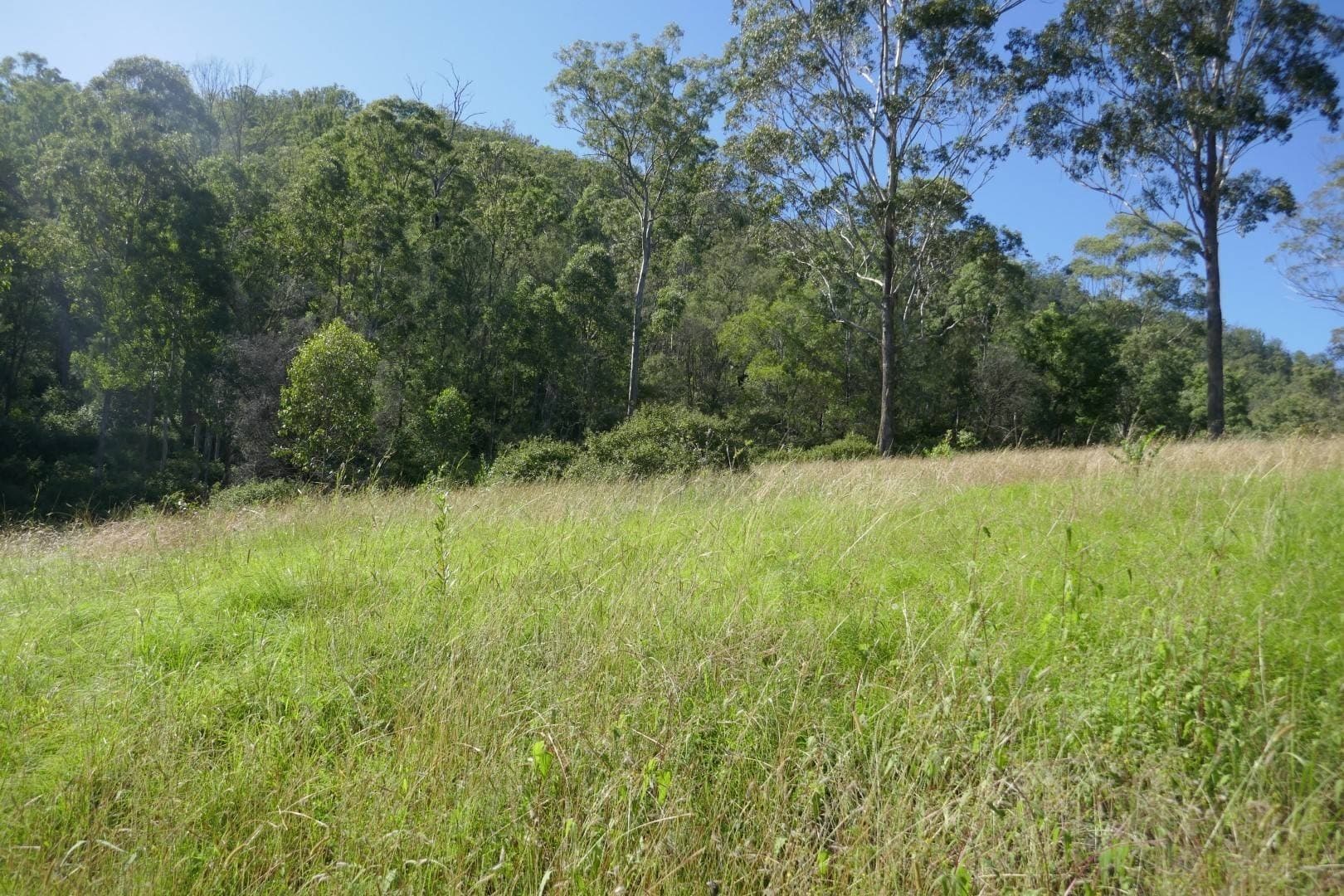 Lot 50 Hills Gate Road, Upper Tooloom - Thumbnail 6