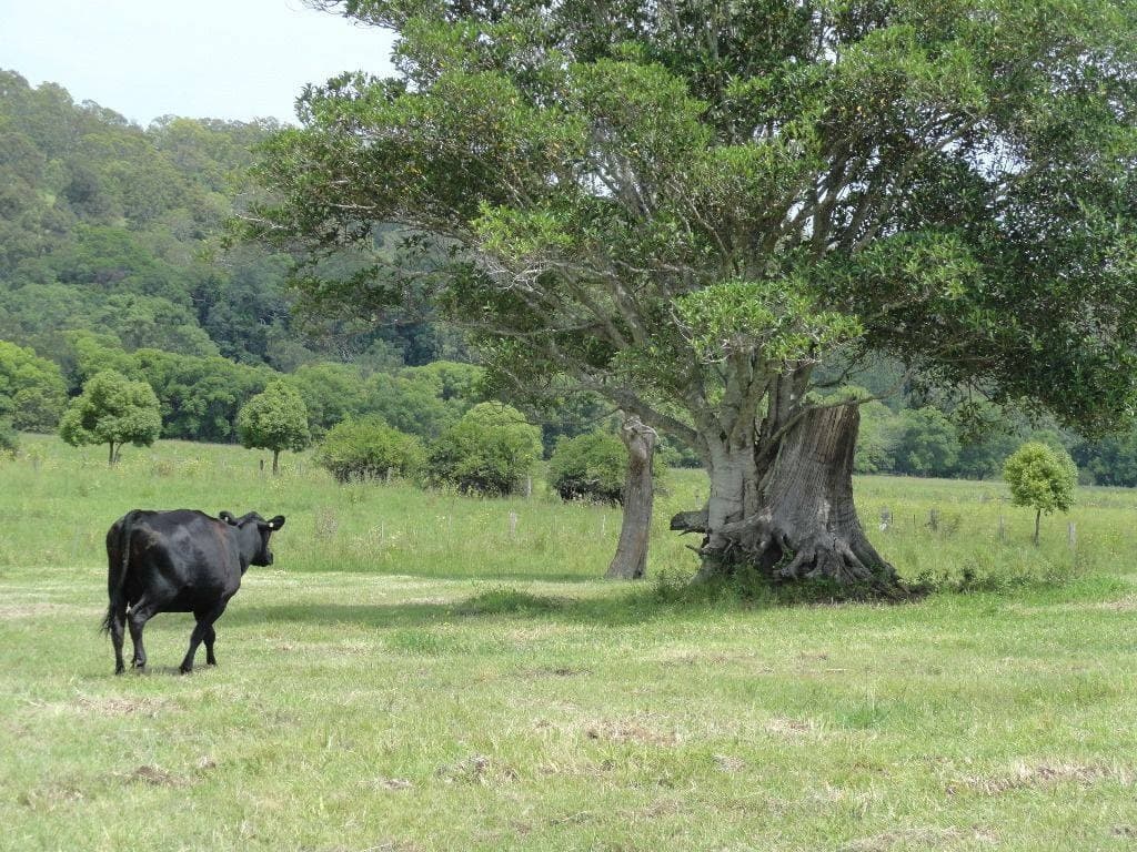Lot 1 Afterlee Road, Kyogle - Thumbnail 3