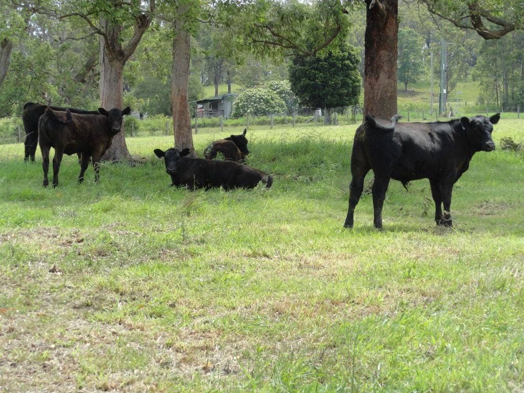 Lot 1 Afterlee Road, Kyogle - Thumbnail 5