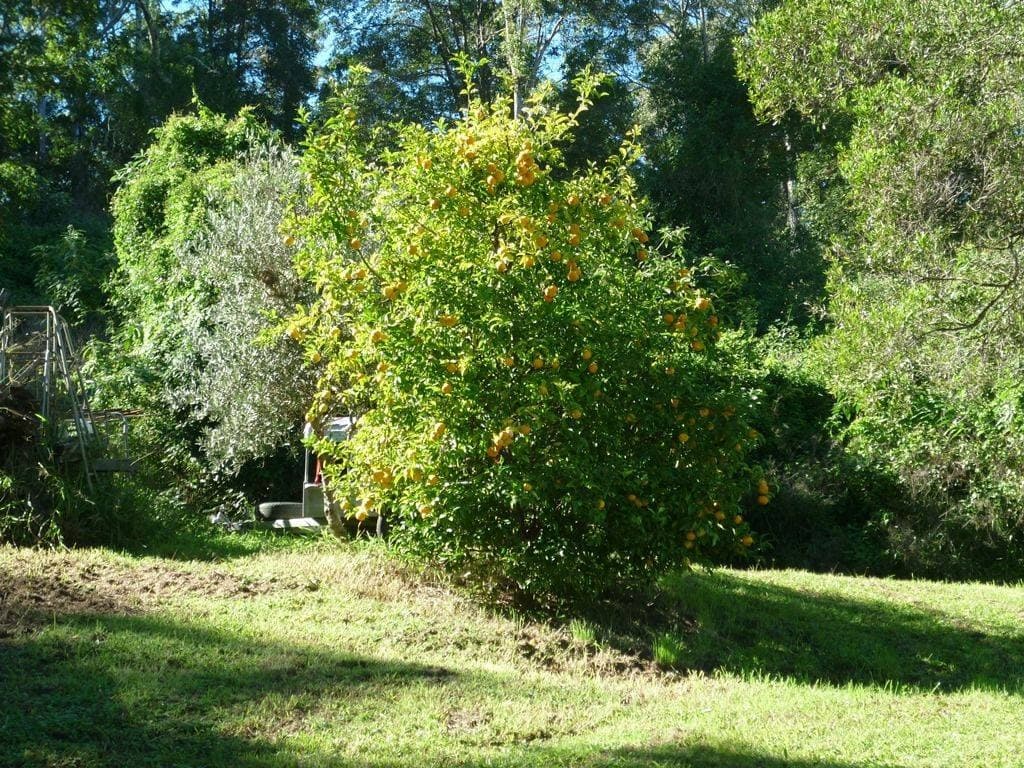 Lot 35 Boorabee Creek Road, Kyogle - Thumbnail 2