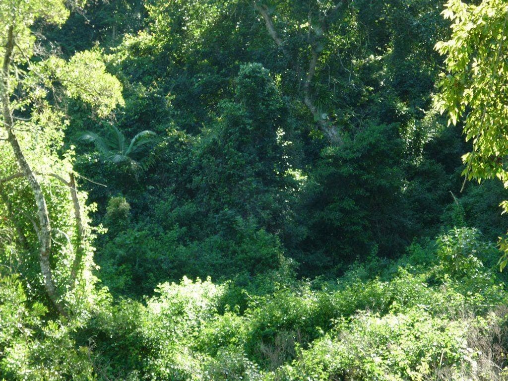 Lot 35 Boorabee Creek Road, Kyogle - Thumbnail 3