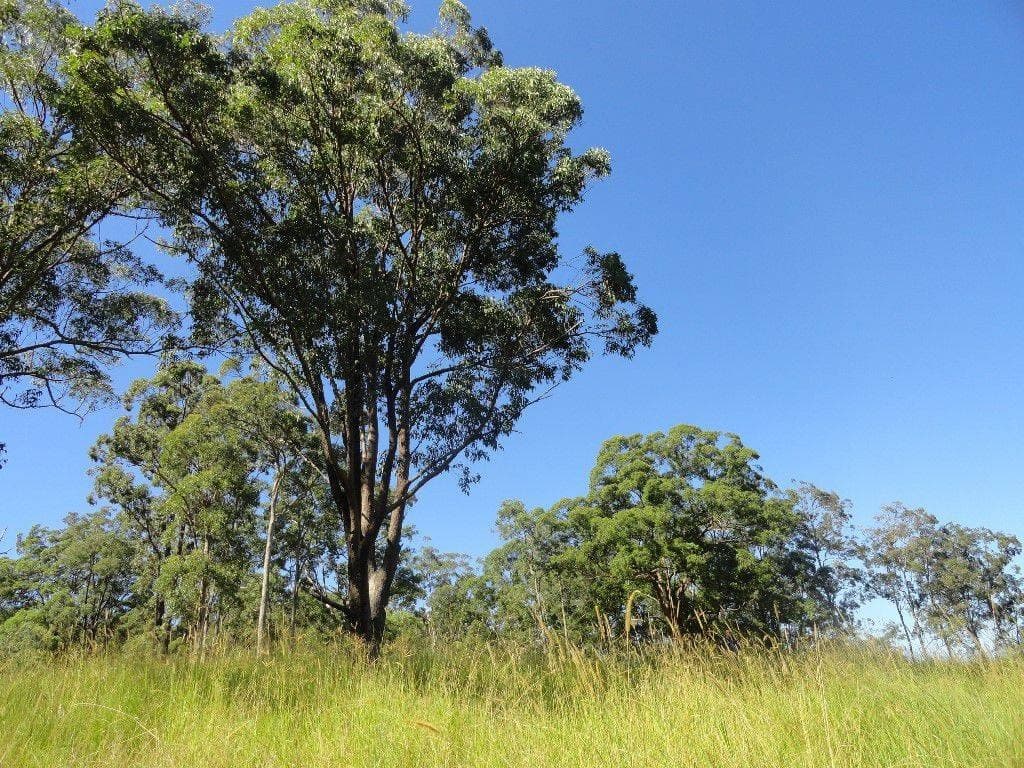 Lot 3 Green Pigeon Road, Kyogle - Thumbnail 8