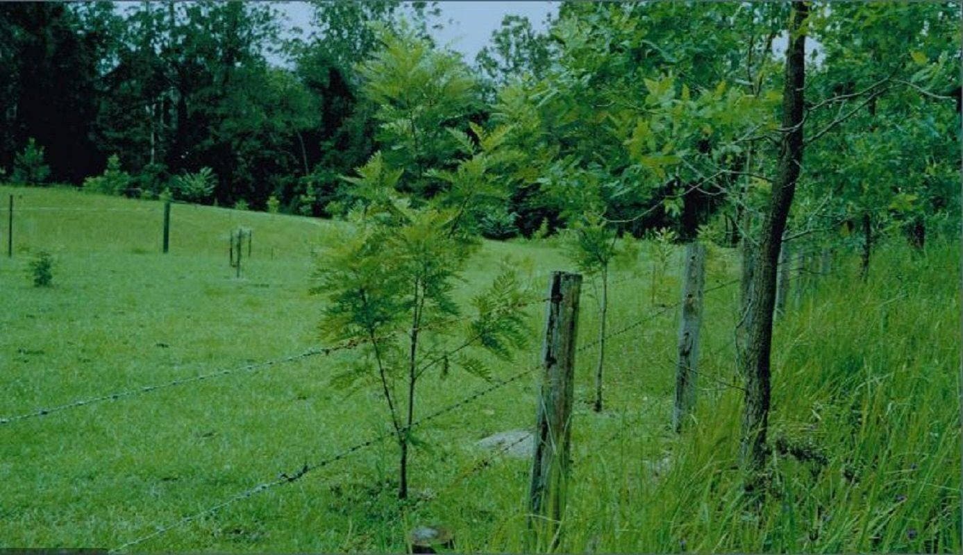 123 Iron Pot Creek Road, Kyogle - Thumbnail 6