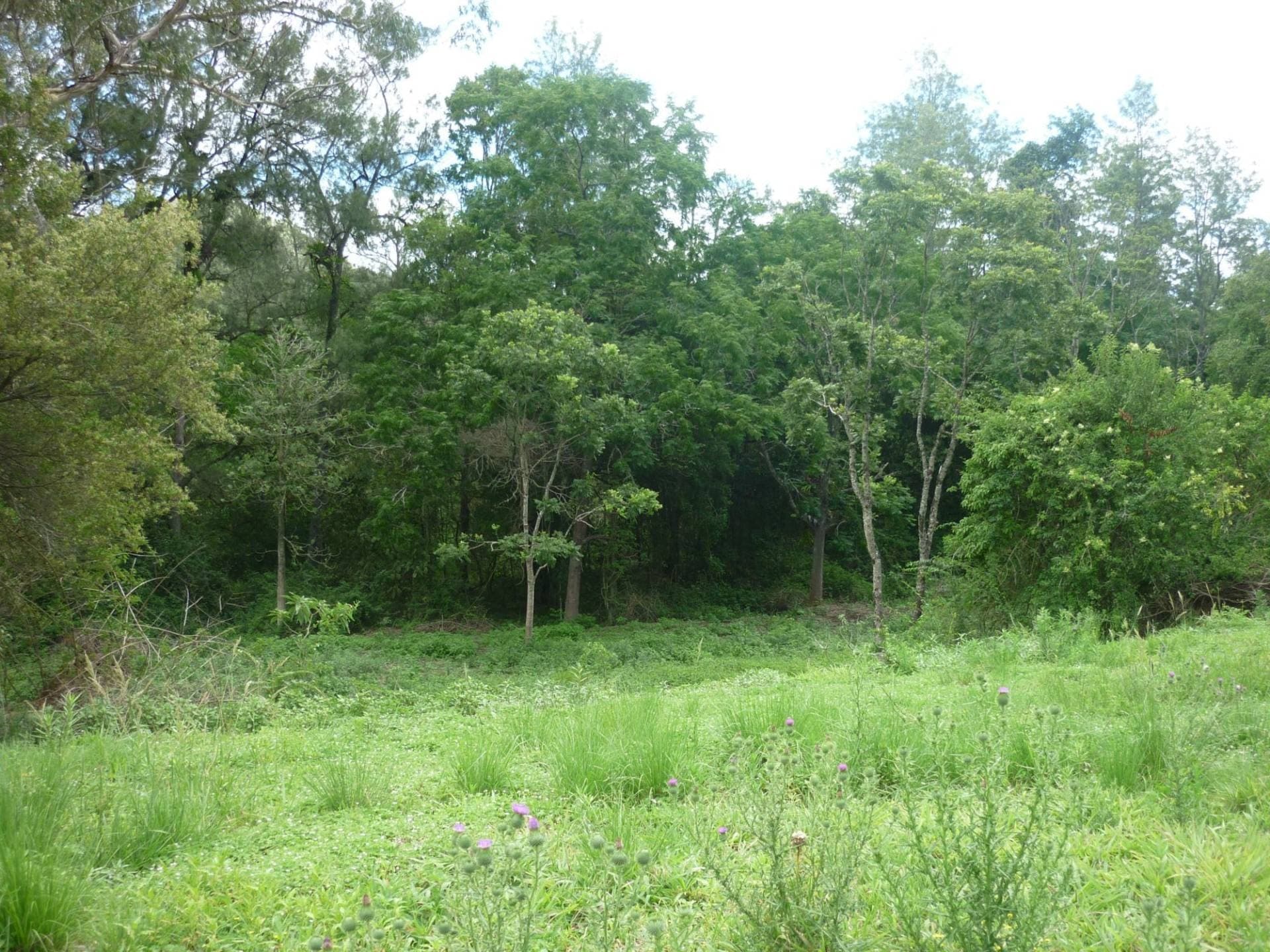 381 Warra Warra Lane, Kyogle - Thumbnail 6