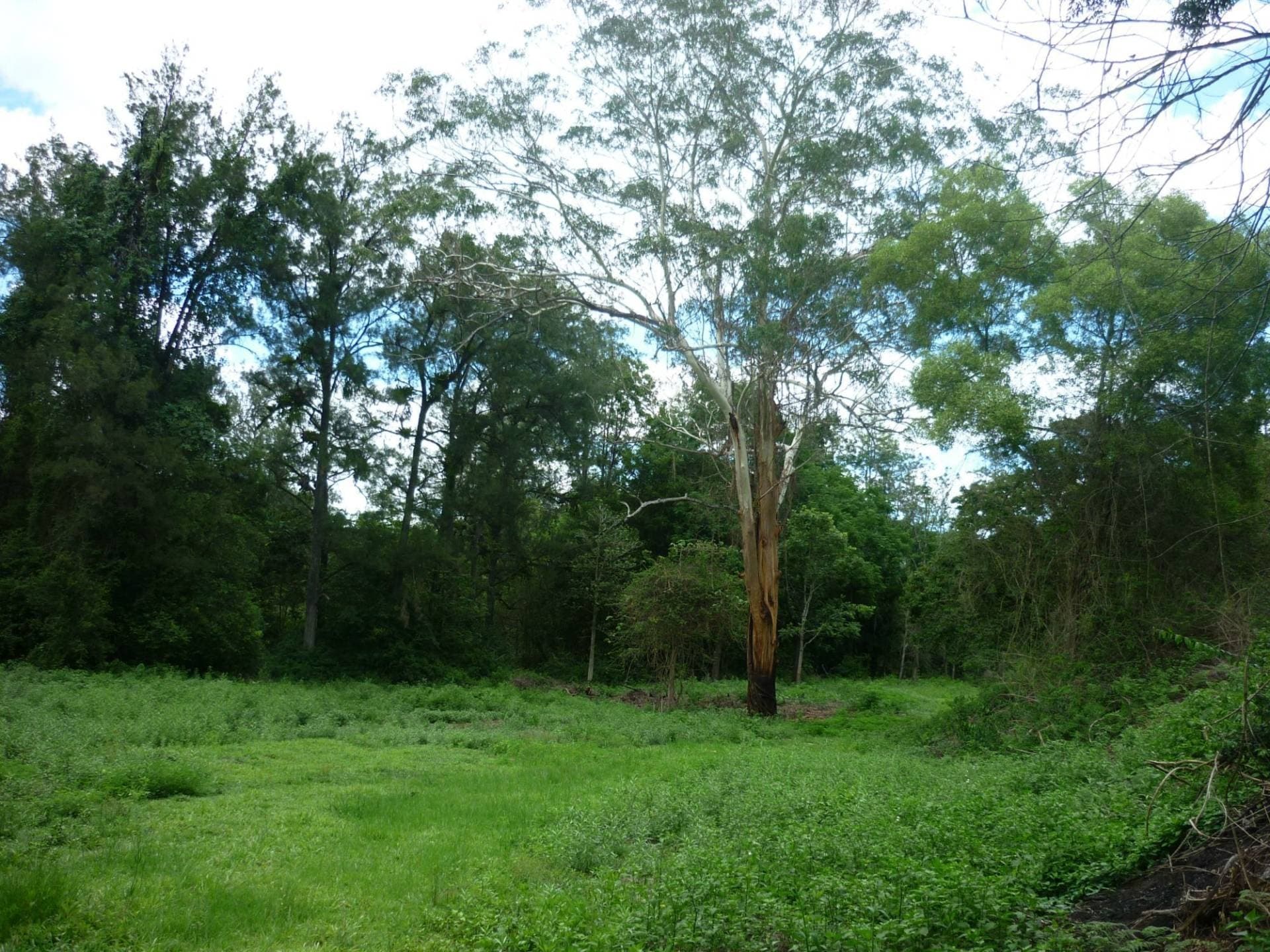 381 Warra Warra Lane, Kyogle - Thumbnail 8