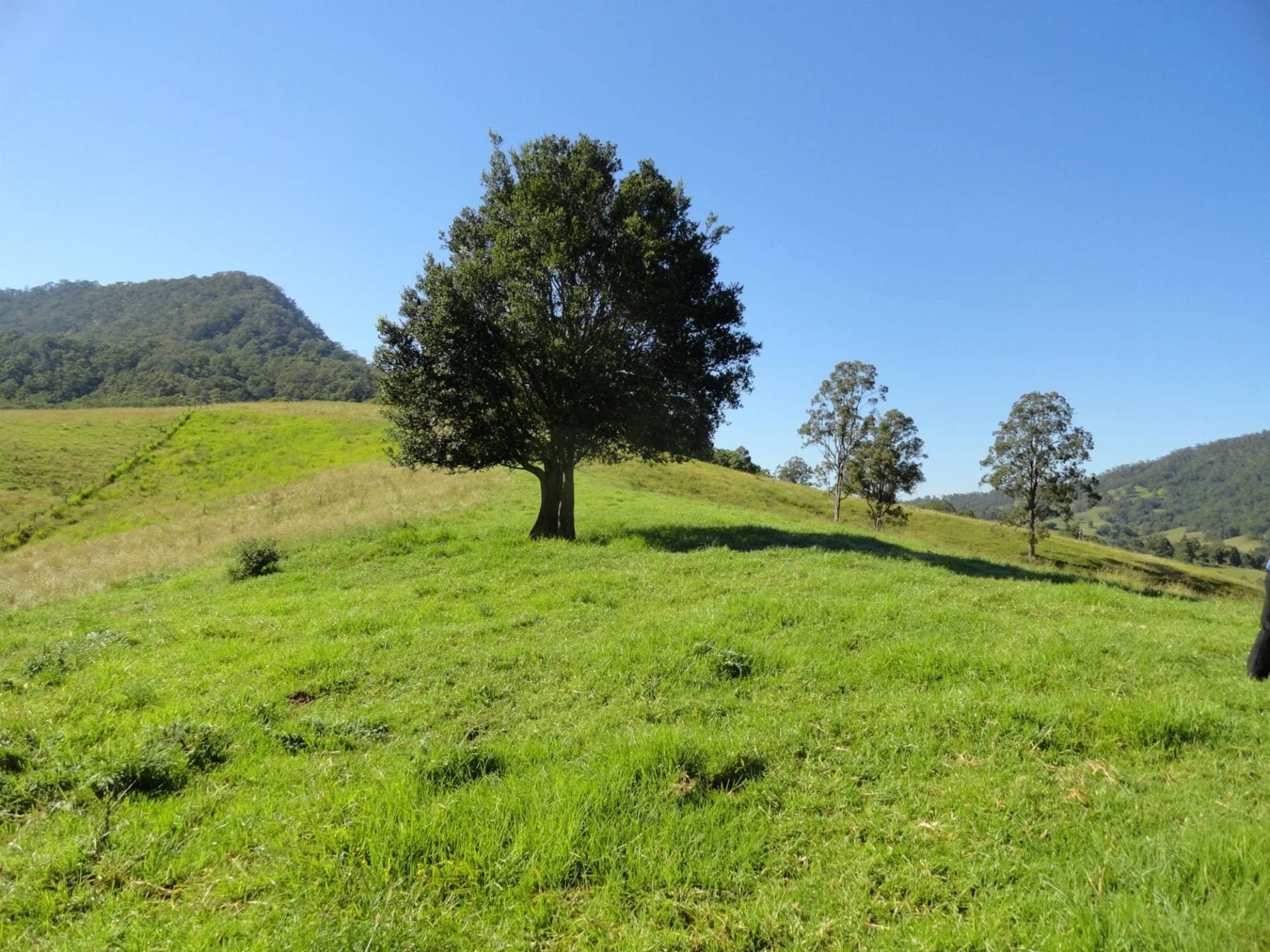 93 COLLINS VALLEY WAY St, Kyogle - Thumbnail 2