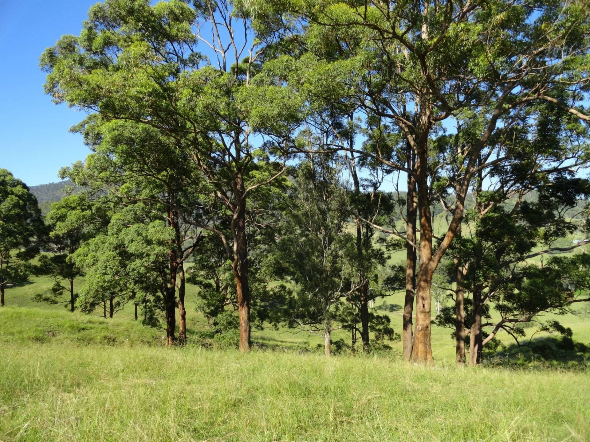 93 COLLINS VALLEY WAY St, Kyogle - Thumbnail 3