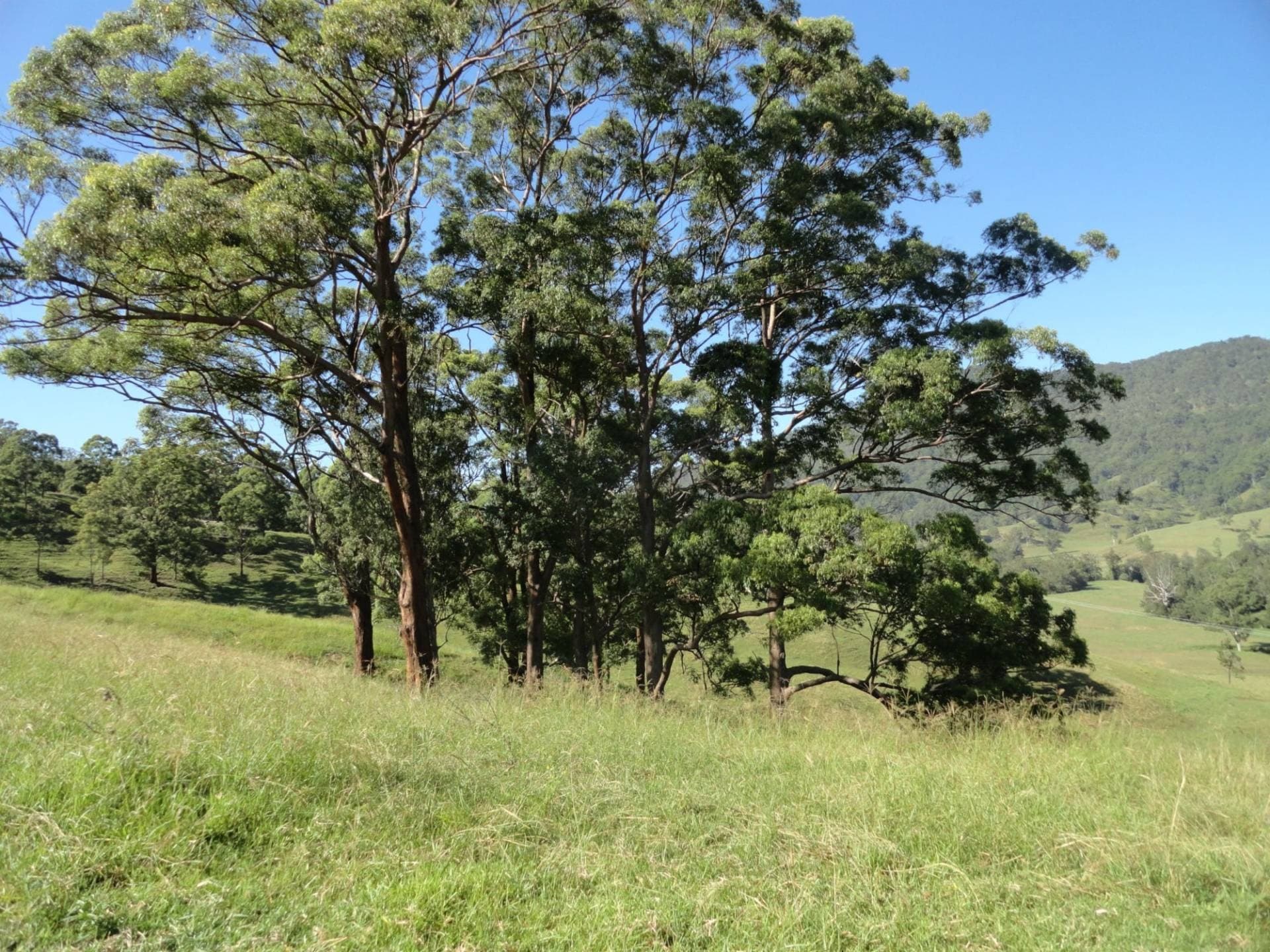 93 COLLINS VALLEY WAY St, Kyogle - Thumbnail 8