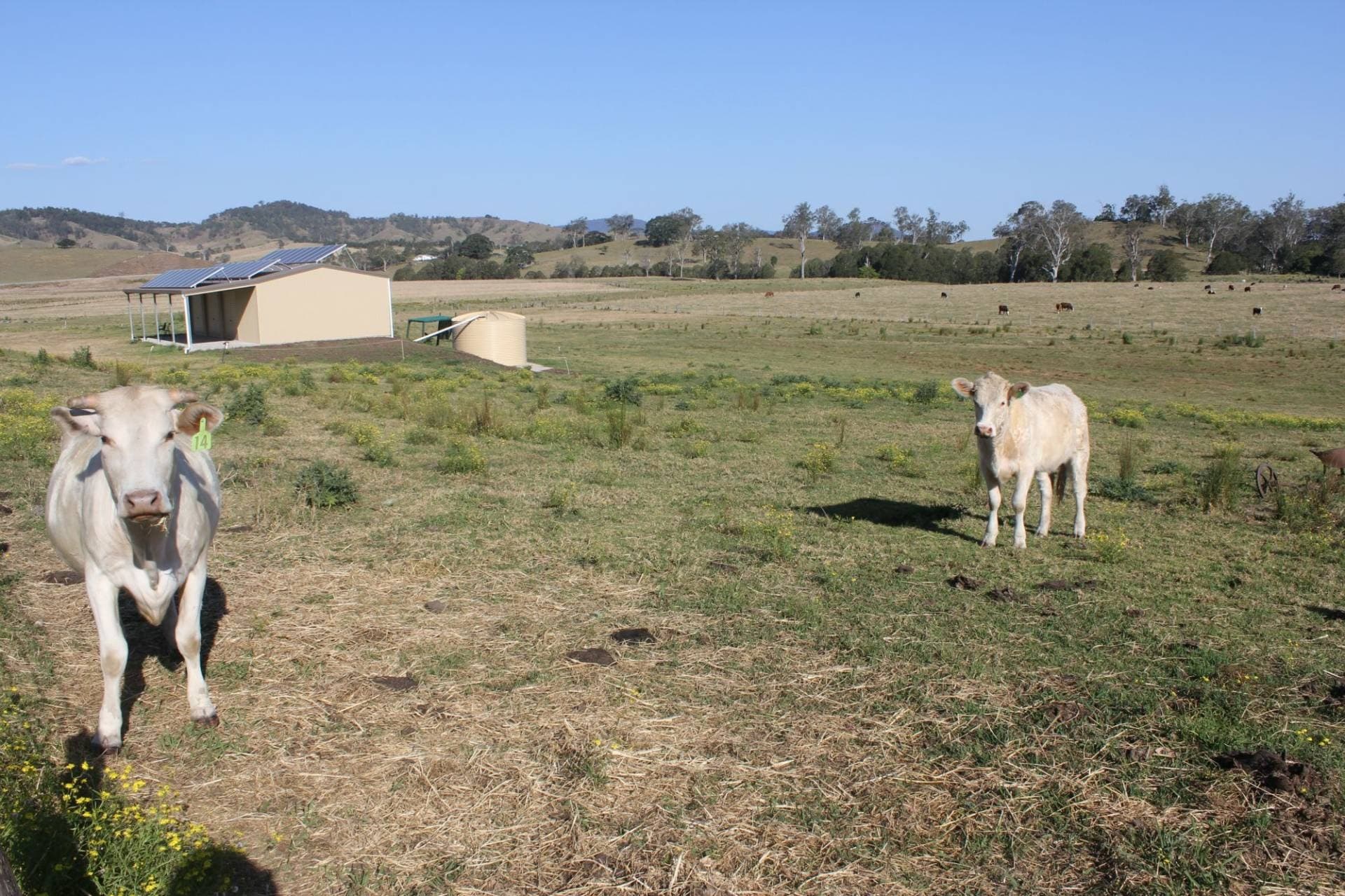 101 HOMESTEAD ROAD, Kyogle - Thumbnail 3