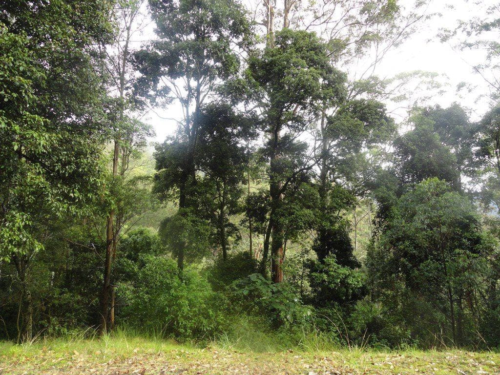 400 LIONS ROAD COUGAL St, Kyogle - Thumbnail 3