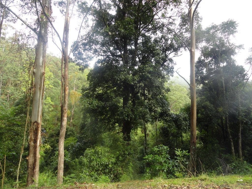 400 LIONS ROAD COUGAL St, Kyogle - Thumbnail 5