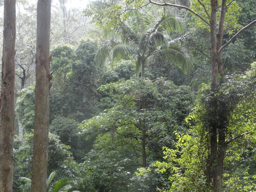 400 LIONS ROAD COUGAL St, Kyogle - Thumbnail 7